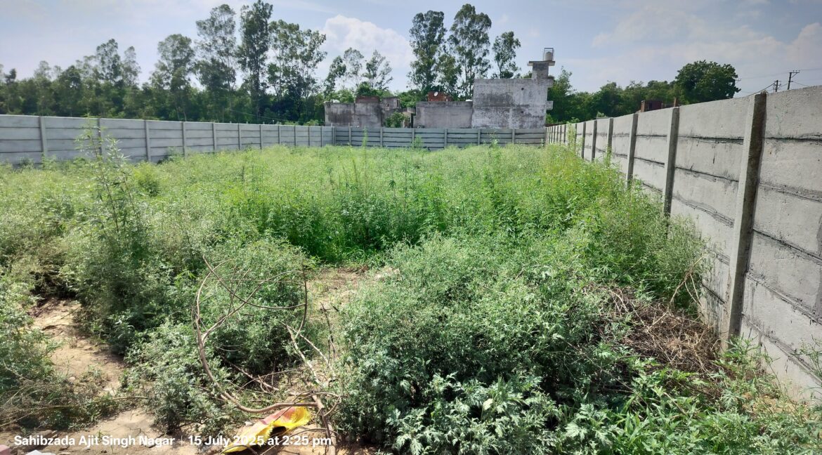 On main Chandigarh-Ambala Highway, opposite Steel & Strip Society, Adjoing Bhushan Factory, Dera Bassi